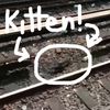 Video: Adorable Kittens Frolic On Subway Tracks In Brooklyn